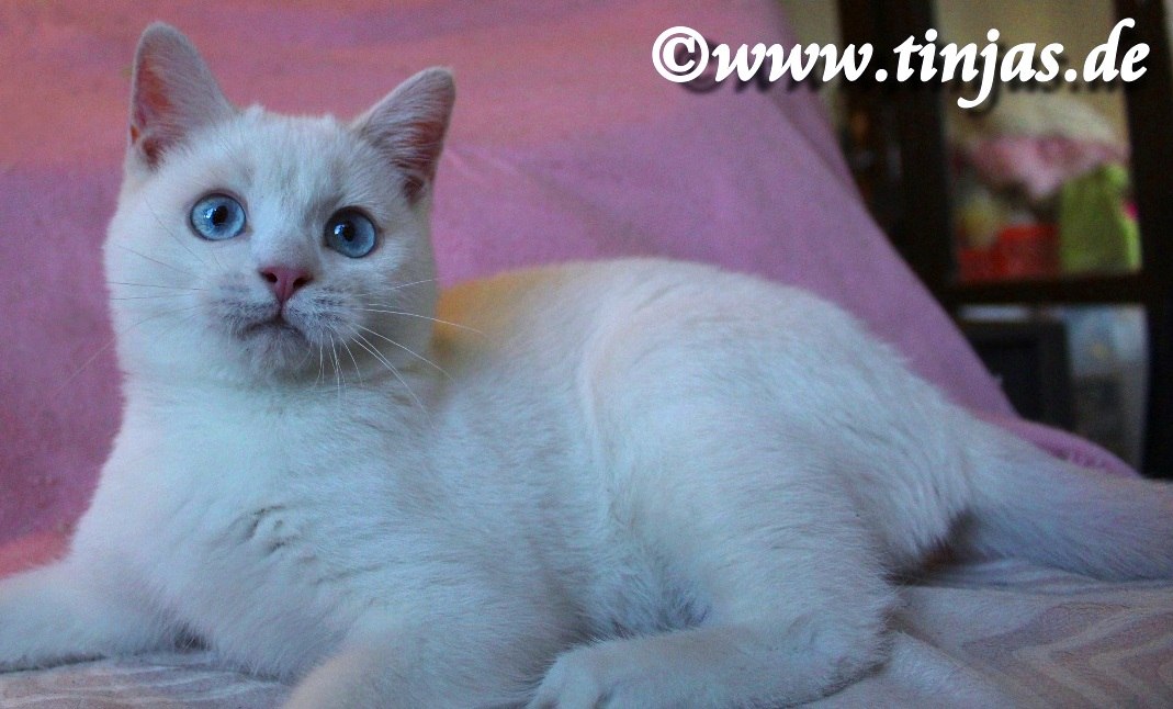 Britisch Kurzhaar lilac point-white